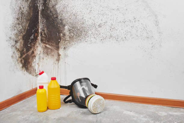 Best Commercial Mold Removal  in Neuse Forest, NC