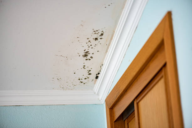 Best Local Mold Removal Service  in Neuse Forest, NC