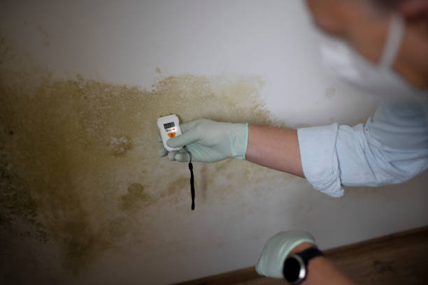 Best Certified Mold Removal  in Neuse Forest, NC